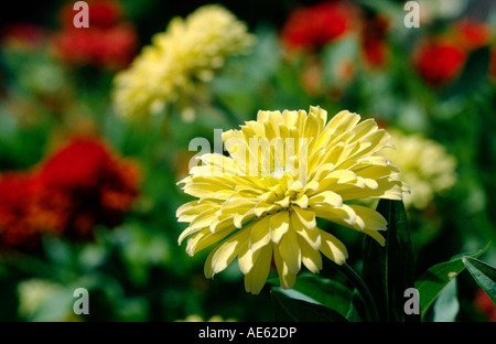 Variopinti fiori ZINNIA Zinnia elegans Foto Stock