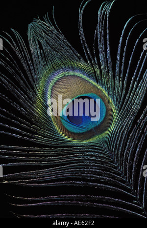 Peacock feather close up, STATI UNITI D'AMERICA Foto Stock