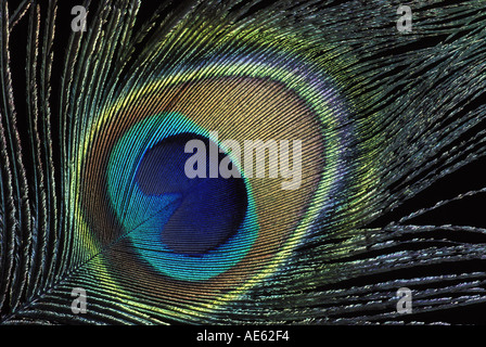Peacock feather close up, STATI UNITI D'AMERICA Foto Stock