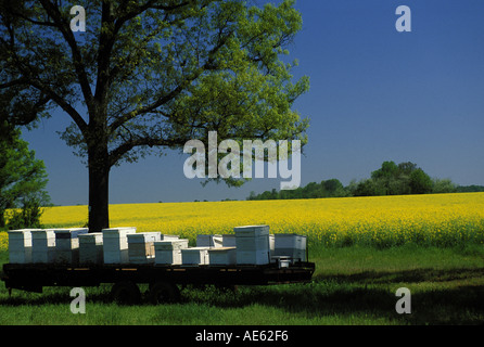 Operazione di famiglia - apiary - alveari sul carro da campo di senape selvatica pronto per la raccolta del miele, Georgia USA Foto Stock