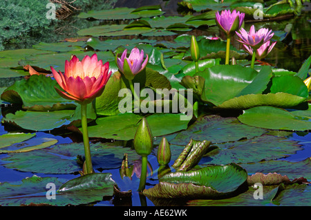WATER LILIES Nymphaea odorata sono noti anche come fiori di loto MAUI HAWAII Foto Stock