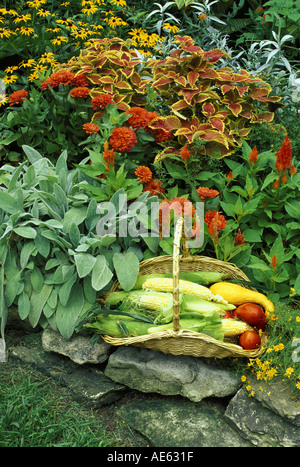 Raccolto di homegrown produrre nel cesto tessuto posto sulla parete di roccia in giardino - mais, squash e fiori, Missouri USA Foto Stock