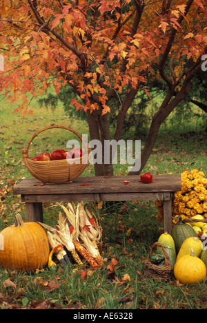 Giardino raccolto di homegrown produrre sul banco da orange autunno acero con tessuto cesto pieno di mele, Missouri USA Foto Stock