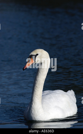 Cigno sul Fiume Windrush in Oxfordshire Inghilterra Foto Stock