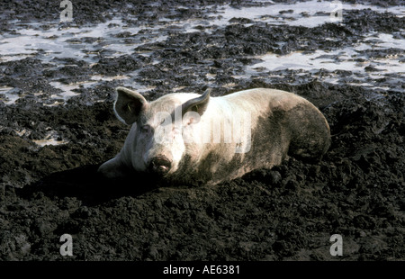 Free range Suino Suino prosciutto di maiale pancetta fango organico fangoso rurale agricoltura zootecnia rotolamento nel fango felice come un oink freerange Foto Stock