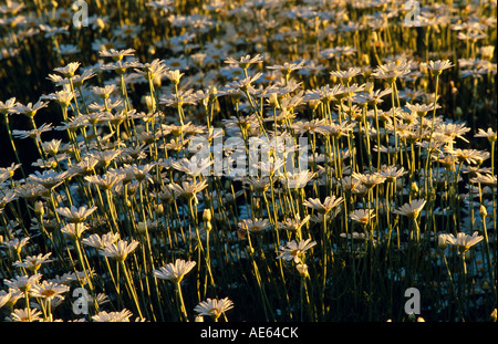 Piretro raccolto in fiore Tasmania, Australia Foto Stock