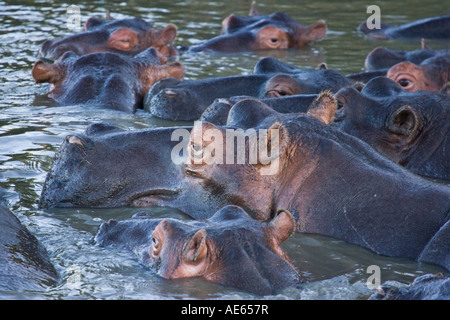 Ippona (Hippopotamus amphibius) in St Lucia Estuary, parte della Greater St Lucia Wetlands Park South Africa Foto Stock