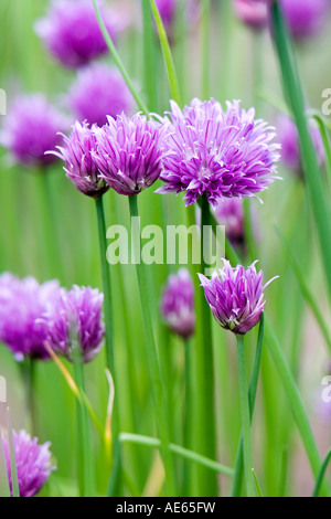 Allium schoenoprasum. Fiori di erba cipollina Foto Stock