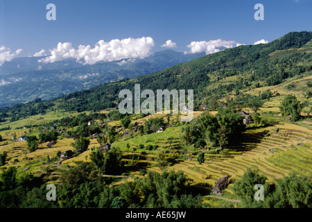 Riso Miglio sono le principali colture cresciute in medio bassa collina sul percorso a MAKALU NEPAL ORIENTALE Foto Stock