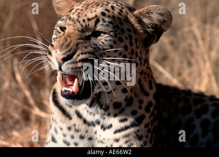 Leopard, Namibia / (Panthera pardus) Foto Stock