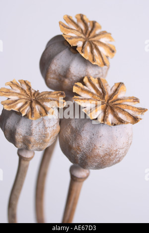 Essiccato teste di papavero Foto Stock