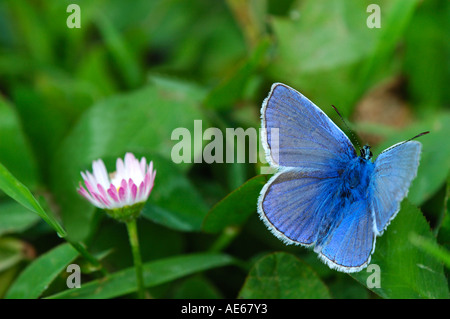 Adonis blu Polyommatus bellargus Foto Stock
