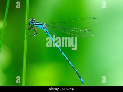 Azure damselfly, Coenagrion puella Foto Stock