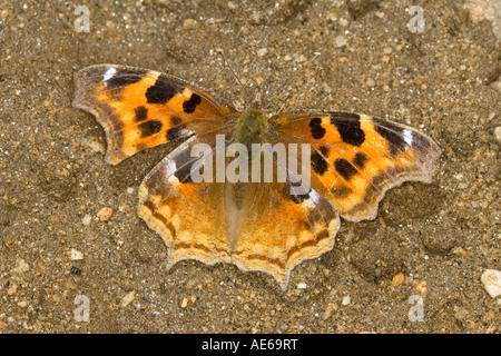 Compton Tartaruga Nymphalis vau album Tamarack Minnesota Stati Uniti Ottobre Nymphalidae adulti Foto Stock