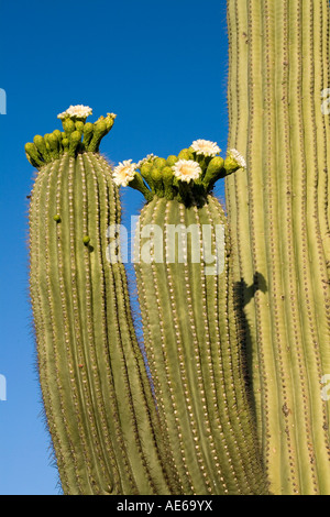 Cactus Saguaro in bloom Carnegiea gigantea aka Cereus giganteus Deserto Sonoran vicino a Tucson in Arizona Foto Stock