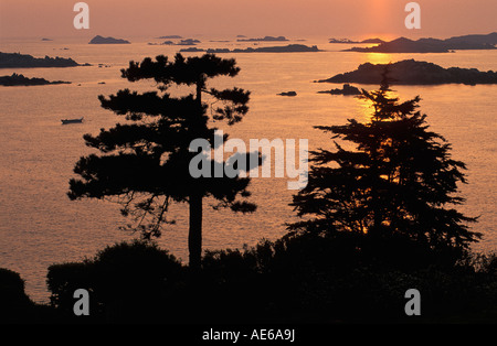 Francia Normandia Isola Chausey Basse Normandie Silhouette di alberi con seascape di sunrise Foto Stock