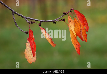 Le ultime foglie Foto Stock