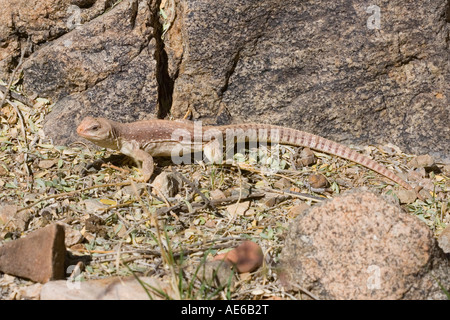 Deserto Iguana Dipsosaurus dorsalis Tucson Pima County Arizona Stati Uniti 20 Marzo Iguanidae adulti Foto Stock