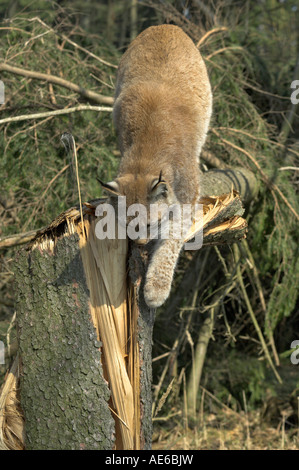 Lince euroasiatica Felis lynx adulto scendendo caduto albero di abete West Bohemia Repubblica Ceca molla Foto Stock