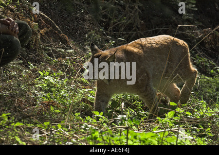 Lince euroasiatica Felis lynx adulto scuotendo via acqua West Bohemia Repubblica Ceca molla Foto Stock