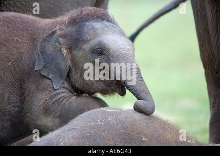 Elefante asiatico Elephus maximus vitello Foto Stock