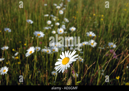 Prato pieno di bianco fiori di camomilla in Polonia Foto Stock
