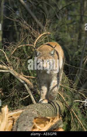 Lince euroasiatica Felis lynx adulto a piedi lungo caduto albero di abete West Bohemia Repubblica Ceca molla Foto Stock