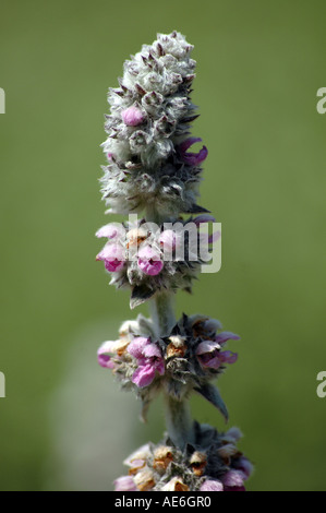 Agnello l orecchio Stachys byzantina chiamato anche Wooly betony o lanosi hedgenettle Foto Stock