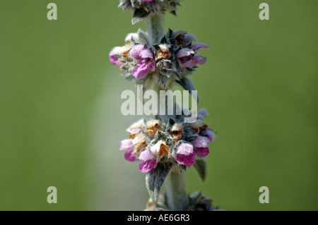 Agnello l orecchio Stachys byzantina chiamato anche Wooly betony o lanosi hedgenettle Foto Stock