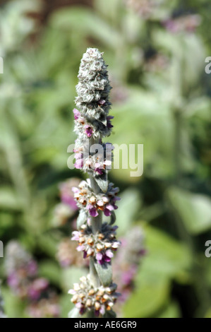 Agnello l orecchio Stachys byzantina chiamato anche Wooly betony o lanosi hedgenettle Foto Stock