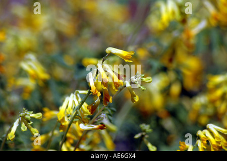 Giallo Corydalis Corydalis lutea chiamato anche giallo Fumaria, Pseudofumaria, Hollowort o Larkspur giallo Foto Stock