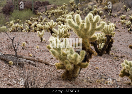 Teddy bear Cholla Opuntia bigelovii cresce nelle zone dove il deserto è stato disturbato Deserto Sonoran vicino a Tucson in Arizona Foto Stock