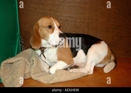 Un simpatico Beagle inglese recante su una coperta Foto Stock