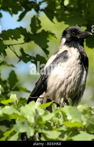 Cornacchia Mantellata Corvus cornix bird su un ramo di albero Foto Stock