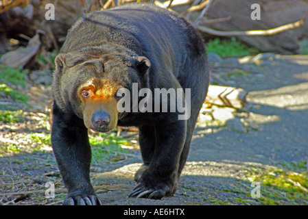 Maylayan Sun Bear Foto Stock