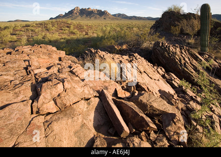 Ironwood Monumento Nazionale Ragged Top mountain nella distanza nei pressi di Tucson in Arizona Foto Stock