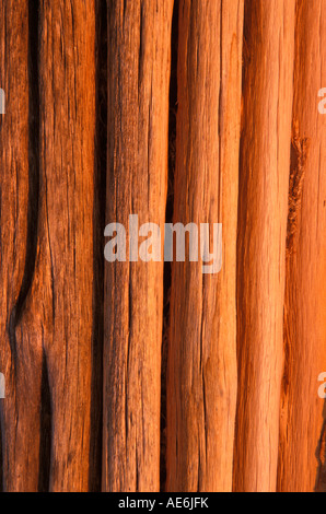 Saguaro nervature nella luce del pomeriggio, Arizona Foto Stock