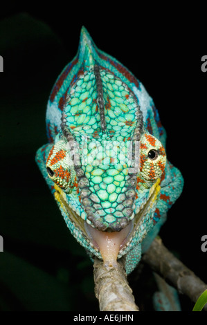 Panther Chameleon (Furcifer pardalis) maschio Ankarana, il Parco nazionale del Madagascar Foto Stock