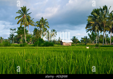 Campo di riso, Bali, Indonesia, Asia Foto Stock
