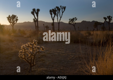 Piccolo Joshua tree in serata calda luce nel Parco nazionale di Joshua Tree CA Foto Stock