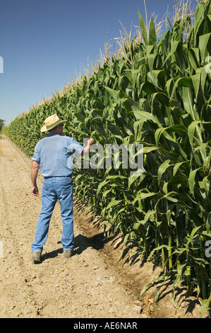 Agricoltore ispezione di raccolto di mais. Foto Stock