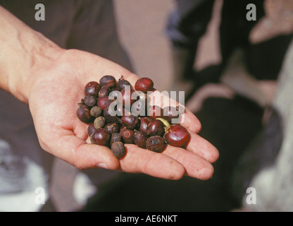 Una manciata di appena raccolto i chicchi di caffè da un altopiano di piantagione di caffè nelle highlands vicino a San Jose, Costa Rica. Foto Stock