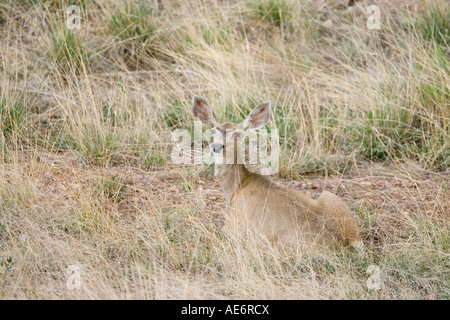 Mule Deer Odocoileus hemionus Elgin Arizona Stati Uniti 21 luglio femmina adulta Cervidae Foto Stock