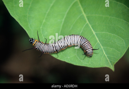 Il corvo comune caterpillar nel Parco Nazionale di Sanjay Gandhi, Mumbai. Foto Stock