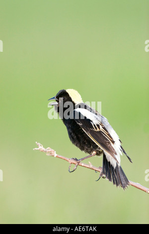 Bobolink Dolichonyx oryzivorus Appleton Swift County Minnesota Stati Uniti 30 Maggio maschio adulto Icteridae Foto Stock