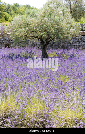 Albero di olivo in un campo di lavanda in Provenza Foto Stock