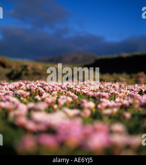 Mare rosa parsimonia cresce a Seilebost su Harris Foto Stock