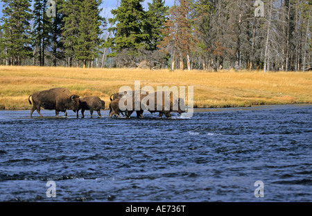 Bison bison bison buffalo piccolo gruppo di Bison guada un fiume con un riflesso nell'acqua in prima serata la luce Foto Stock