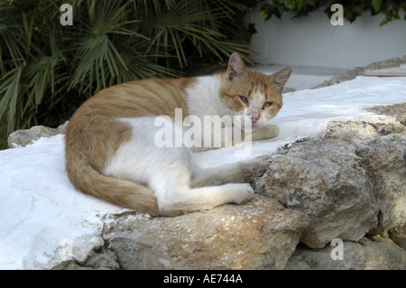 Una gatta calico pulizia di se stesso nel mezzo di una strada di ciottoli. Foto Stock