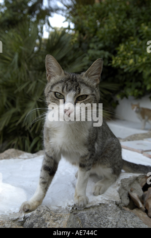 Una gatta calico pulizia di se stesso nel mezzo di una strada di ciottoli. Foto Stock